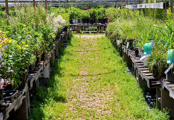 A ground-level view looking down a grassy aisle between nursery benches filled with June perennials and ornamental grasses in Waukesha, Wisconsin.