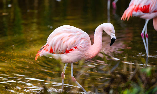 istock Pink Flamingo Birds In Water 2254515170