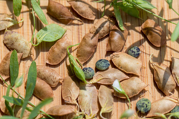 Lentils with leaf, flower and pod (Lens culinaris)