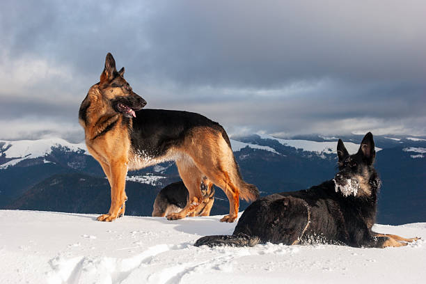 A beautiful shot of two German Shepherds on a snow-covered mountain ridge. One dog stands alert, looking off-camera, while the other lies in the snow with frost on its muzzle. The background features a dramatic, cloudy sky and distant mountain silhouettes, capturing the rugged and loyal nature of the breed in a wild setting.