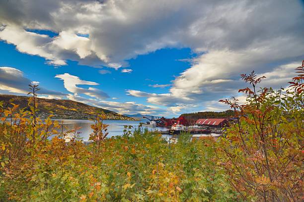 Narvik shows a mix of colors as autumn arrives. Trees and plants frame the scene, highlighting the water and buildings below. Clouds add texture to the sky over the quiet landscape.Narvik shows colorful trees framing the view of the Alta Fjord and mountains. Clouds fill the sky above, creating a nice backdrop. This outdoor scene captures the essence of travel in Norway.