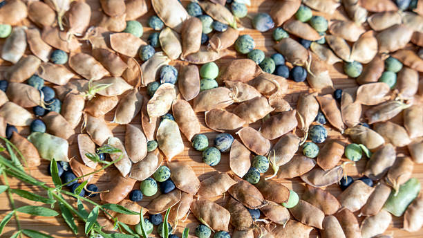 Lentils with leaf, flower and pod (Lens culinaris)