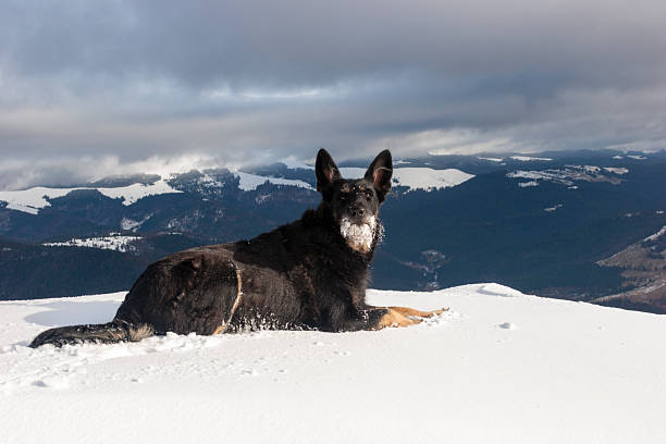 A striking close-up of a black and tan German Shepherd lying in deep snow on a high mountain ridge. The dog’s face is speckled with snow on its muzzle, and it looks directly toward the camera with an alert and calm expression. The background reveals a vast, rugged mountain landscape beneath a dramatic, overcast sky, conveying a sense of endurance, companionship, and winter adventure.