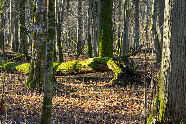 Old deadwood log overgrown with bright green moss in wild forest, symbol of untouched nature and biodiversity, Bialowieza Forest, Poland, Europe