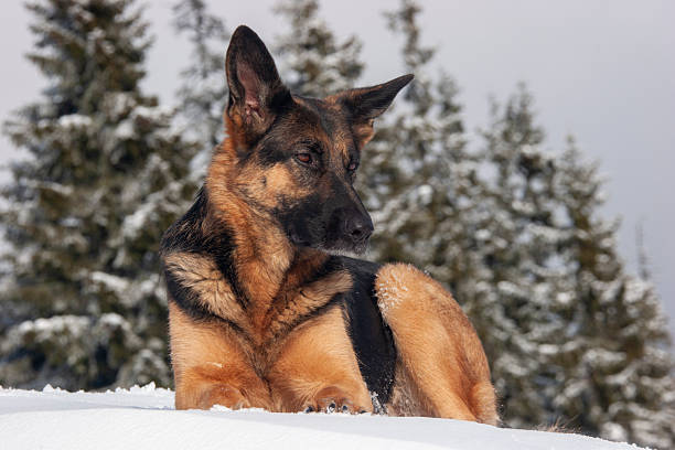 A high-quality close-up portrait of a black and tan German Shepherd resting peacefully in deep white snow. The dog is looking off-camera with a thoughtful and calm expression. The background features beautifully blurred evergreen pine trees dusted with snow, creating a soft bokeh effect that emphasizes the dog's detailed fur and alert features. This image captures the essence of winter tranquility and the bond between nature and domestic animals.