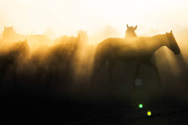A group of wild horses standing in a dusty paddock during sunrise in Cappadocia, Turkey. The morning mist, soft golden light, and iconic fairy chimneys create a surreal and cinematic atmosphere. Hot air balloons floating in the clear sky complete the dreamy Anatolian landscape.