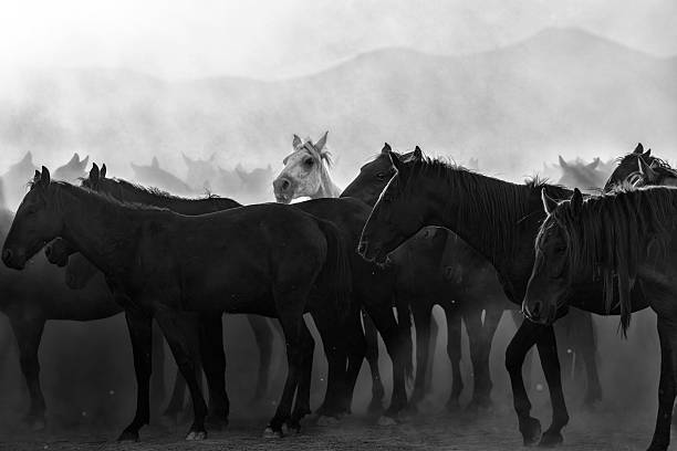 istock Wild Horses in Morning Light, Cappadocia Turkey 2254516569