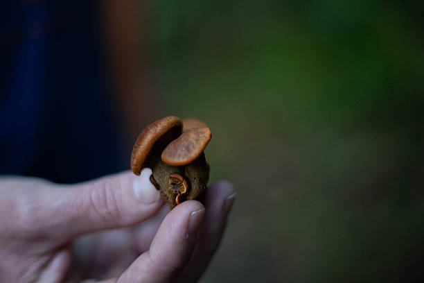 istock Grandfatherly Hand Holding a Mushroom 2254516843