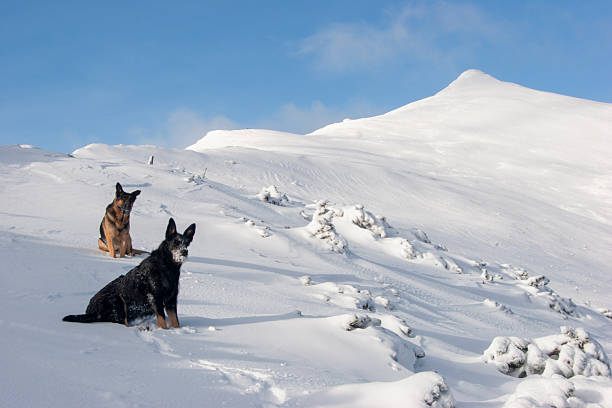 A beautiful shot of two German Shepherds on a snow-covered mountain ridge.