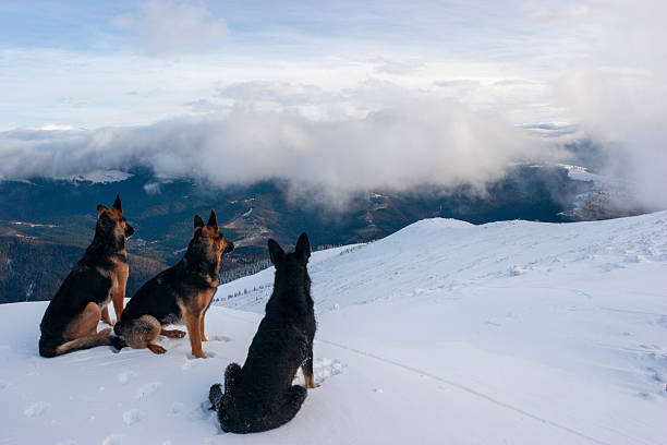 This wide landscape shot features a pack of three German Shepherd dogs positioned on a snow-covered mountain ridge. The dogs are looking out toward a deep valley that is heavily filled with thick, white clouds, creating a dramatic and vast atmospheric effect. The sky above is a mix of light blue and soft white clouds, emphasizing the high-altitude environment. This image effectively conveys themes of exploration, search and rescue, teamwork, and the majestic beauty of the winter wilderness.