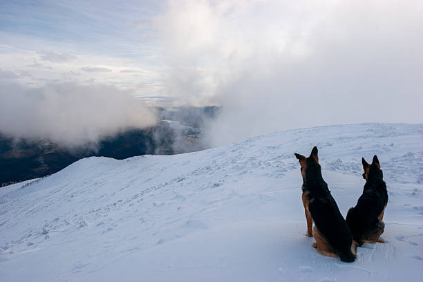This wide landscape shot features a pack of three German Shepherd dogs positioned on a snow-covered mountain ridge. The dogs are looking out toward a deep valley that is heavily filled with thick, white clouds, creating a dramatic and vast atmospheric effect. The sky above is a mix of light blue and soft white clouds, emphasizing the high-altitude environment. This image effectively conveys themes of exploration, search and rescue, teamwork, and the majestic beauty of the winter wilderness.