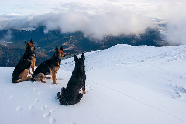 This wide landscape shot features a pack of three German Shepherd dogs positioned on a snow-covered mountain ridge. The dogs are looking out toward a deep valley that is heavily filled with thick, white clouds, creating a dramatic and vast atmospheric effect. The sky above is a mix of light blue and soft white clouds, emphasizing the high-altitude environment. This image effectively conveys themes of exploration, search and rescue, teamwork, and the majestic beauty of the winter wilderness.