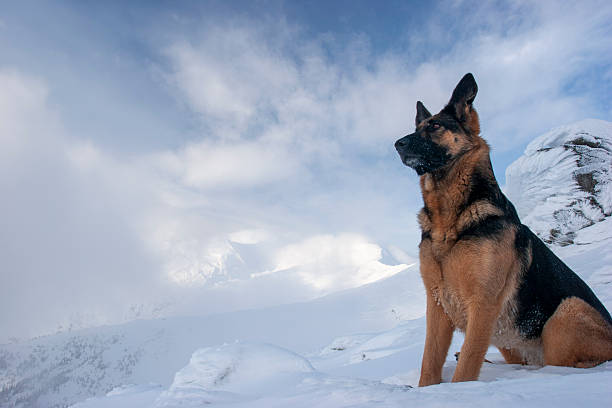 A powerful low-angle portrait of a black and tan German Shepherd sitting majestically on a snow-covered mountain slope. The dog is shown in profile, looking out toward a misty, cloud-filled valley with snow-capped peaks in the background. The wide sky is filled with soft, white clouds, creating a sense of vastness and high altitude. This composition emphasizes the dog's alert stature and strength, making it ideal for themes of protection, leadership, and winter exploration.