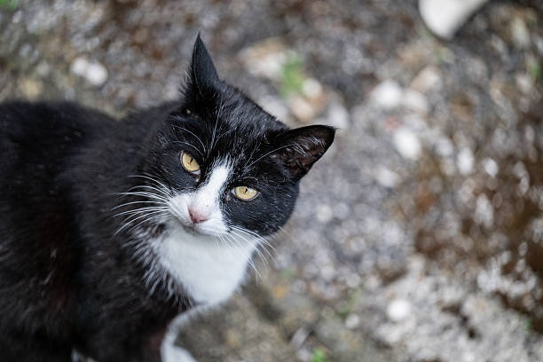 istock Black and white cat portrait 2254518913