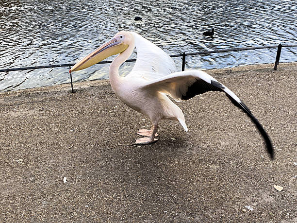 istock A close up of a Pelican 2254519148