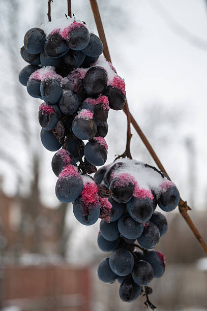 istock Frozen grapes hanging on vine during winter season 2254519270