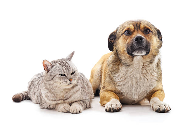 istock Grey tabby cat and brown dog lying together isolated on a white background. 2254519323