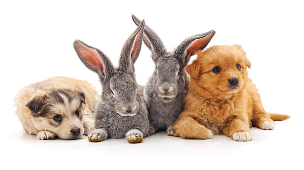 istock Two cute puppies and two grey rabbits lying together isolated on a white background. 2254519655