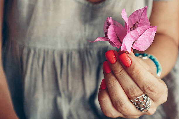 Female hands with red shellac manicure on nails hold Bougainvillea flower