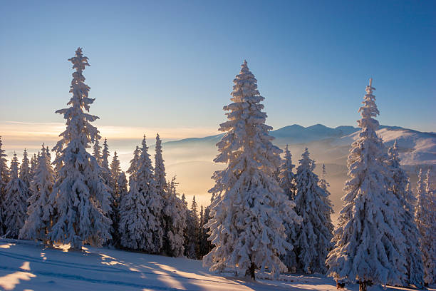 istock Magical Winter Forest with Frosted Trees and Golden Hour Mist 2254520483