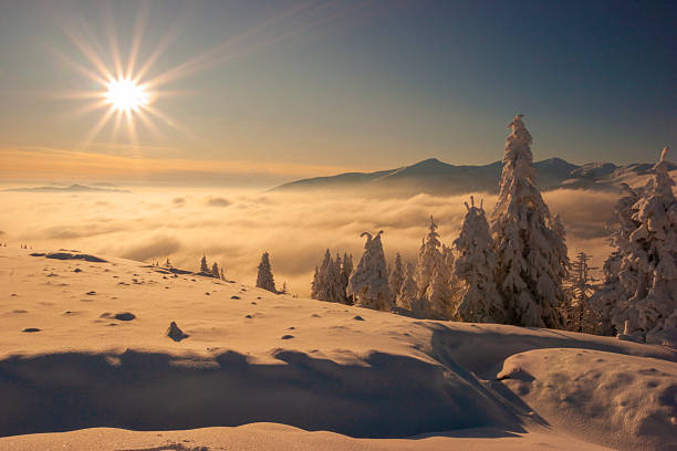 A stunning winter landscape featuring several tall fir trees completely encased in thick white snow and frost. The scene is captured during the golden hour, with soft, warm sunlight filtering through a misty valley in the background. Distant blue-toned mountain peaks rise above the fog, creating a peaceful and majestic atmosphere. This image is perfect for holiday cards, seasonal travel promotions, and serene nature-themed backgrounds.
