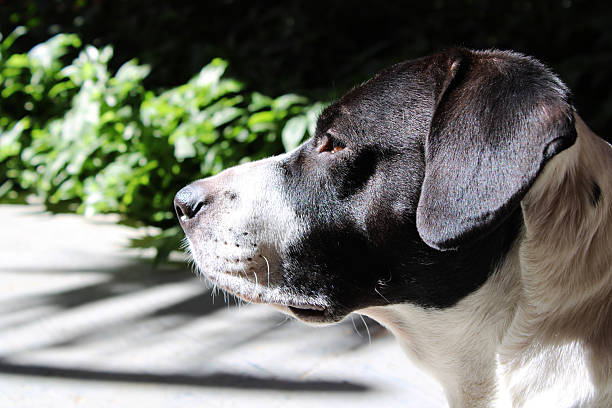 Dog with black and white fur