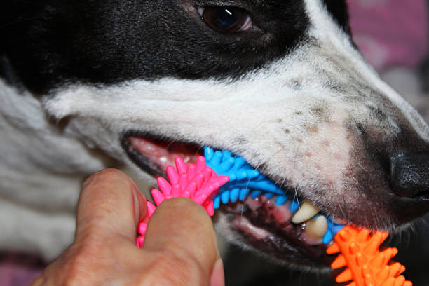 close-up funny jack russell terrier puppy smiles with orange toy for cleaning teeth. Hygiene and cleaning teeth of dogs and other pets