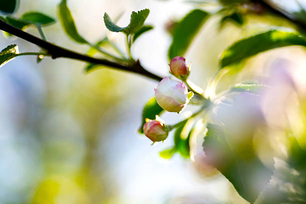 Blooming apple tree in the spring garden. White flowers on a tree close-up.