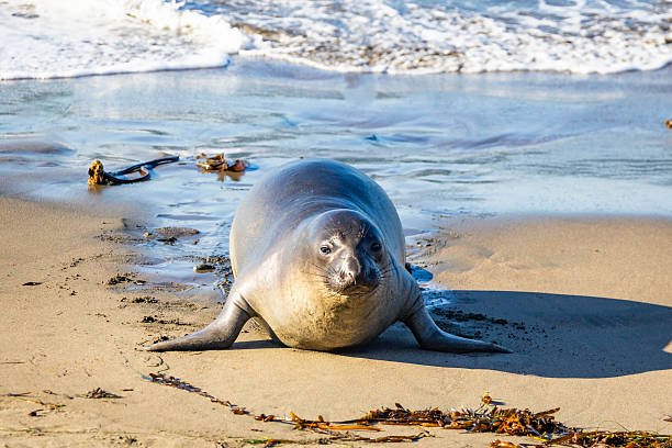 Male elephant seal resting on a sandy California beach displaying natural coastal wildlife behavior