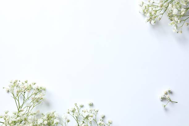 istock Top view photo with gypsophila flowers on white background with empty space 2254523030