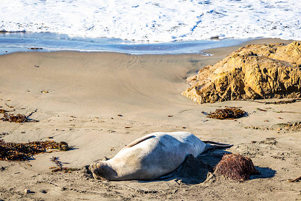 High quality stock photos of adult male and female Elephant Seals at Ano Nuevo in California.