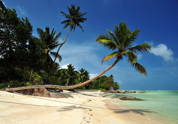 beautiful paradise beach with palms, white sand, turquoise water and granite rocks at the police bay on mahe, seychelles. Great resort
