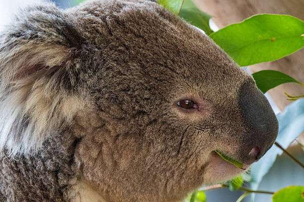 istock Close-up of koala eating 2254524780