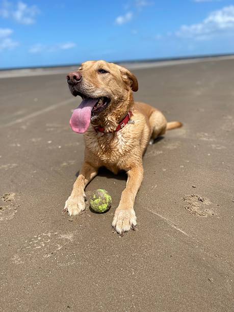 istock Golden Labrador on a Sandy beach 2254525833