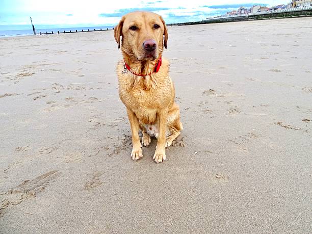 Golden Labrador on Sandy Beach
