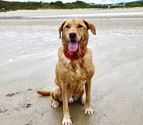 Golden Labrador on Sandy Beach