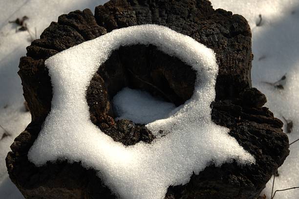 Snow resting on a wooden log creating a clean natural winter background texture. Seasonal backdrop, cold weather and nature concept.