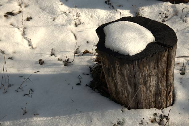 Snow resting on a wooden log creating a clean natural winter background texture. Seasonal backdrop, cold weather and nature concept.