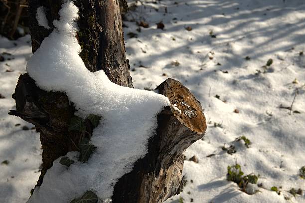 Close-up of snow on a tree trunk used as a natural winter background. Forest detail, cold season and environmental concept.