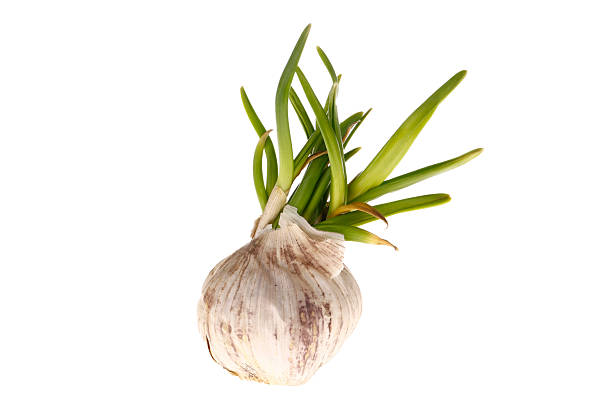 Germination of garlic cut in on a white background, close-up pictures