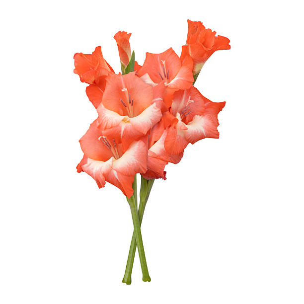 gladiolus flowers isolated on black background