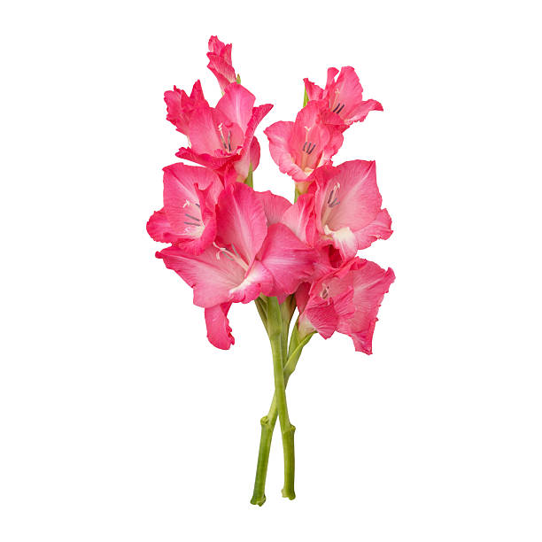 Pink gladiolus flower stems isolated on white background