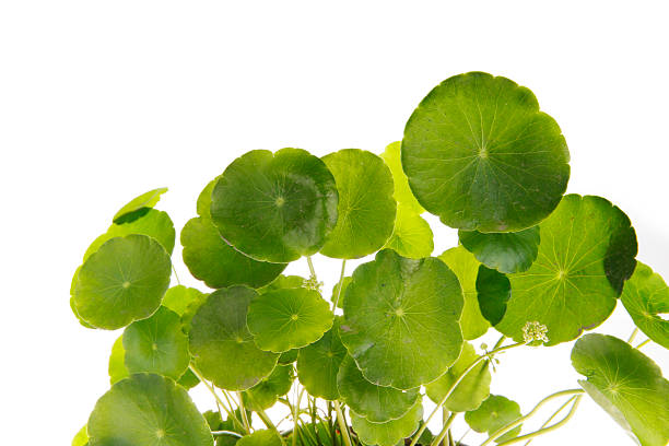 istock Green plants in the flower pot 2254528030