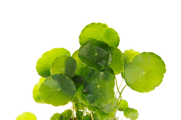 istock Green plants in the flower pot 2254528031