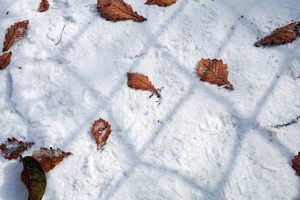 Snow covered leaf at night
