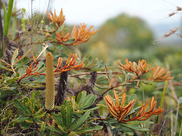 Horizontal close-up photo of green and rust-coloured new leaves and a young flower spike on a native species Banksia bush growing on clay heathland at Byron Bay, NSW in Summer