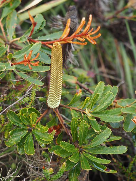 Vertical close-up photo of green and rust-coloured new leaves and a young flower spike on a native species Banksia bush growing on clay heathland at Byron Bay, NSW in Summer