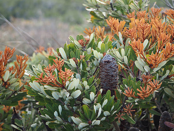 Horizontal close-up photo of green and rust-coloured new leaves and a black seed pod on a native species Banksia bush growing in the clay heathland natural reserve forest at Byron Bay, NSW in Summer