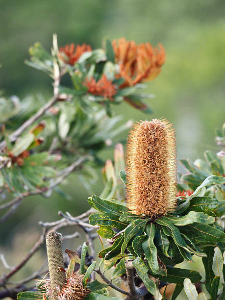 Vertical close-up photo of green and rust-coloured new leaves, a young flower spike and a mature flower head, on a native species Banksia bush growing on clay heathland at Byron Bay, NSW in Summer. Indigenous Australian people use nectar from the flower as a food source. Soft focus background.