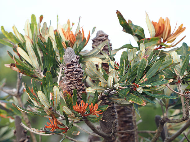 Horizontal close-up photo of green and rust-coloured new leaves and black seed pods on a native species Banksia bush growing in the clay heathland natural reserve forest at Byron Bay, NSW in Summer